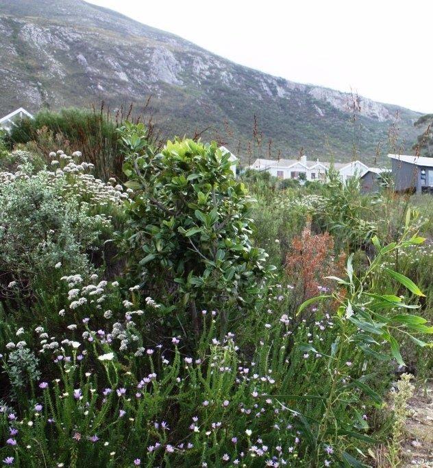 0 Bedroom Property for Sale in Chanteclair Western Cape